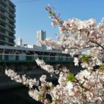 2023お花見！弘明寺から桜木町まで大岡川をお散歩しました